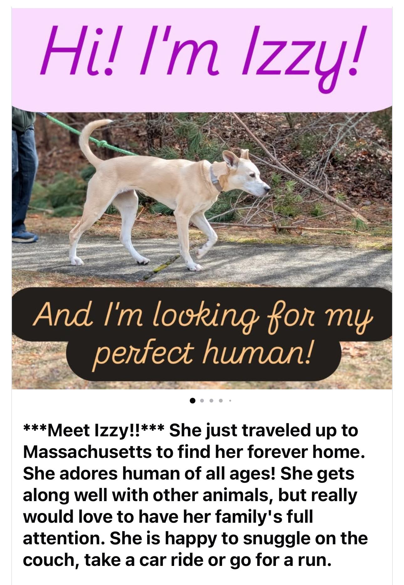 Enlarge Izzy, a ADOPTABLE mixed breed in Vineyard Haven, MA image 4/6