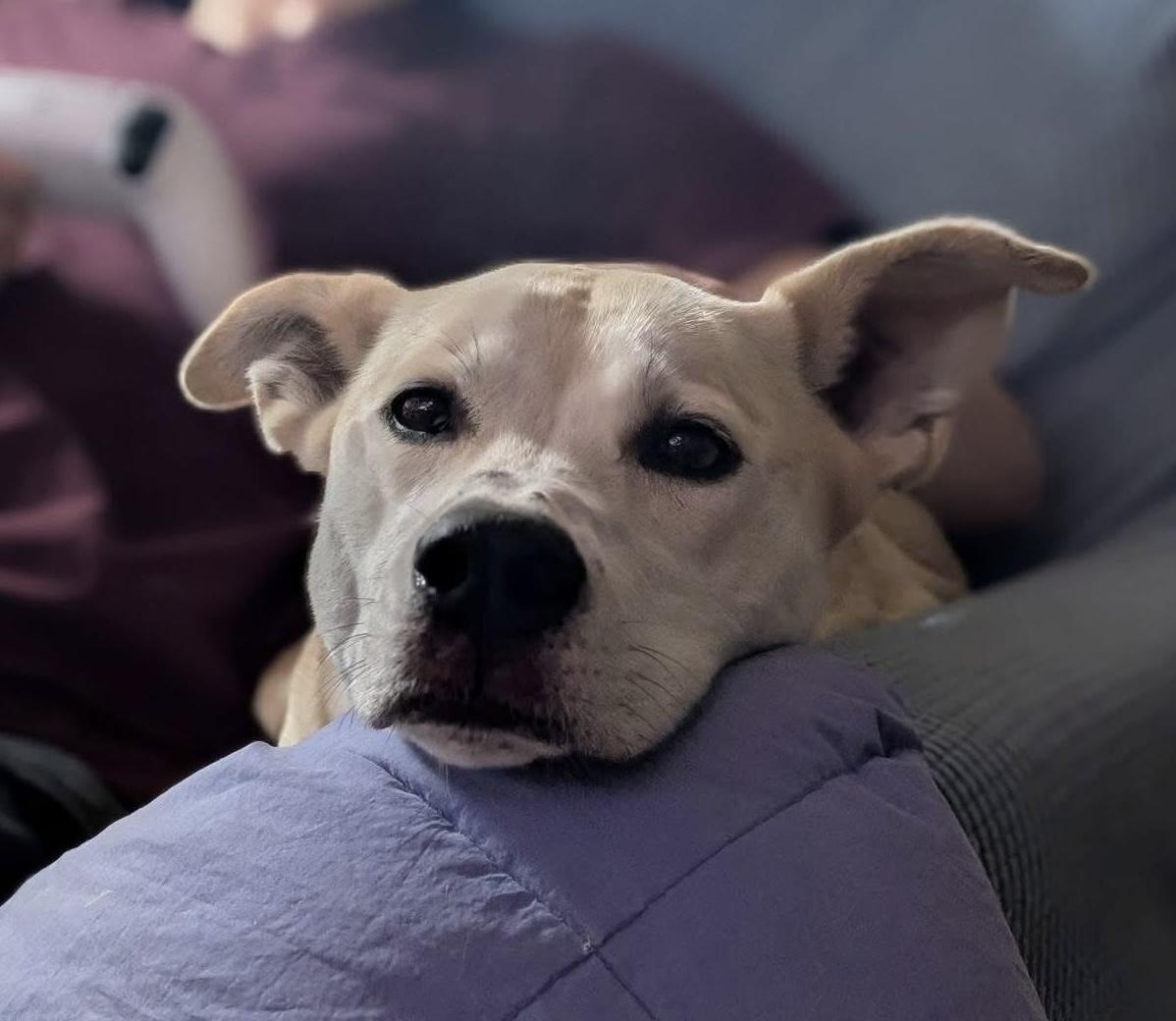 Enlarge Izzy, a ADOPTABLE mixed breed in Vineyard Haven, MA image 2/6