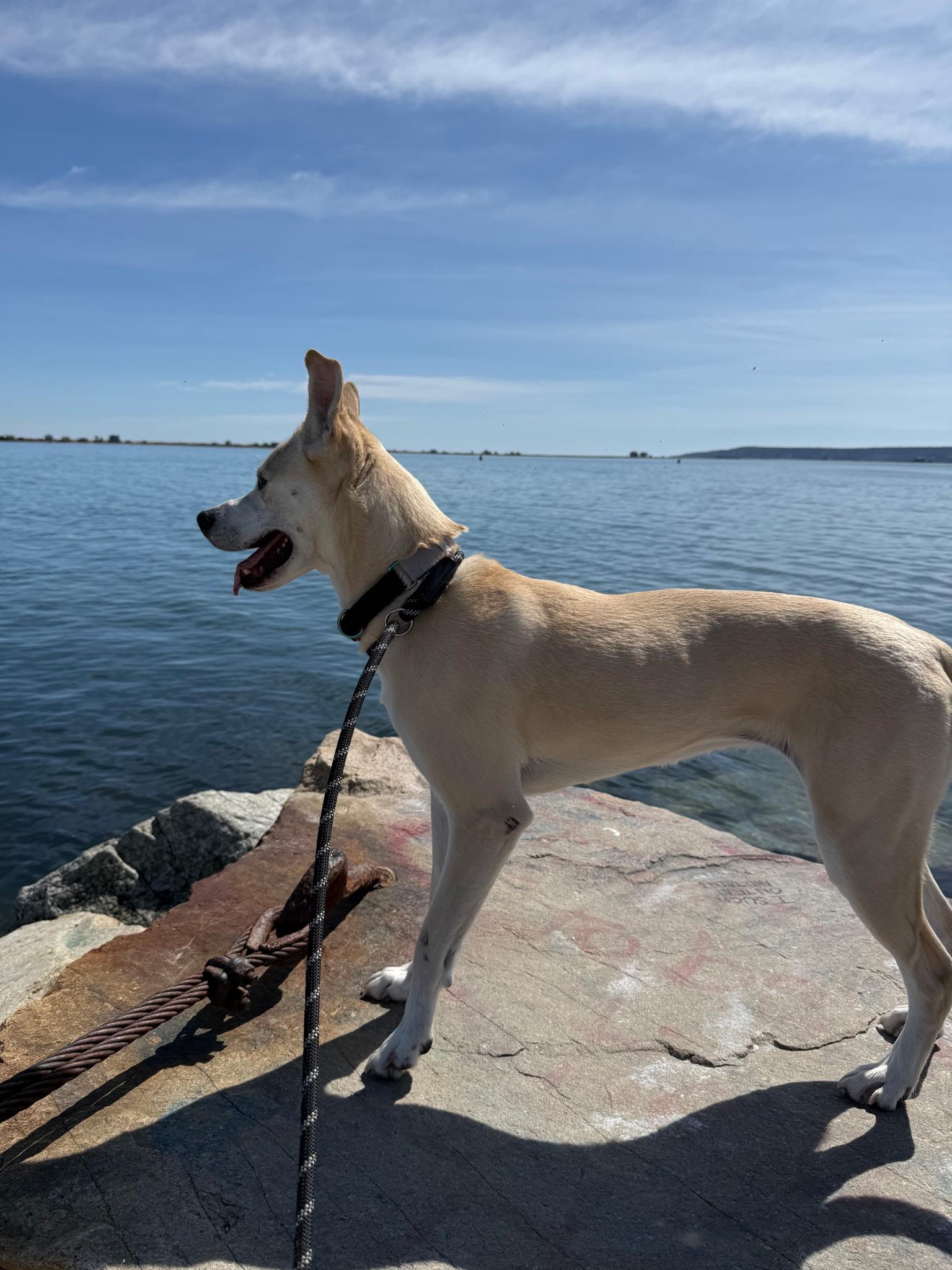 Enlarge Izzy, a ADOPTABLE mixed breed in Vineyard Haven, MA image 3/6