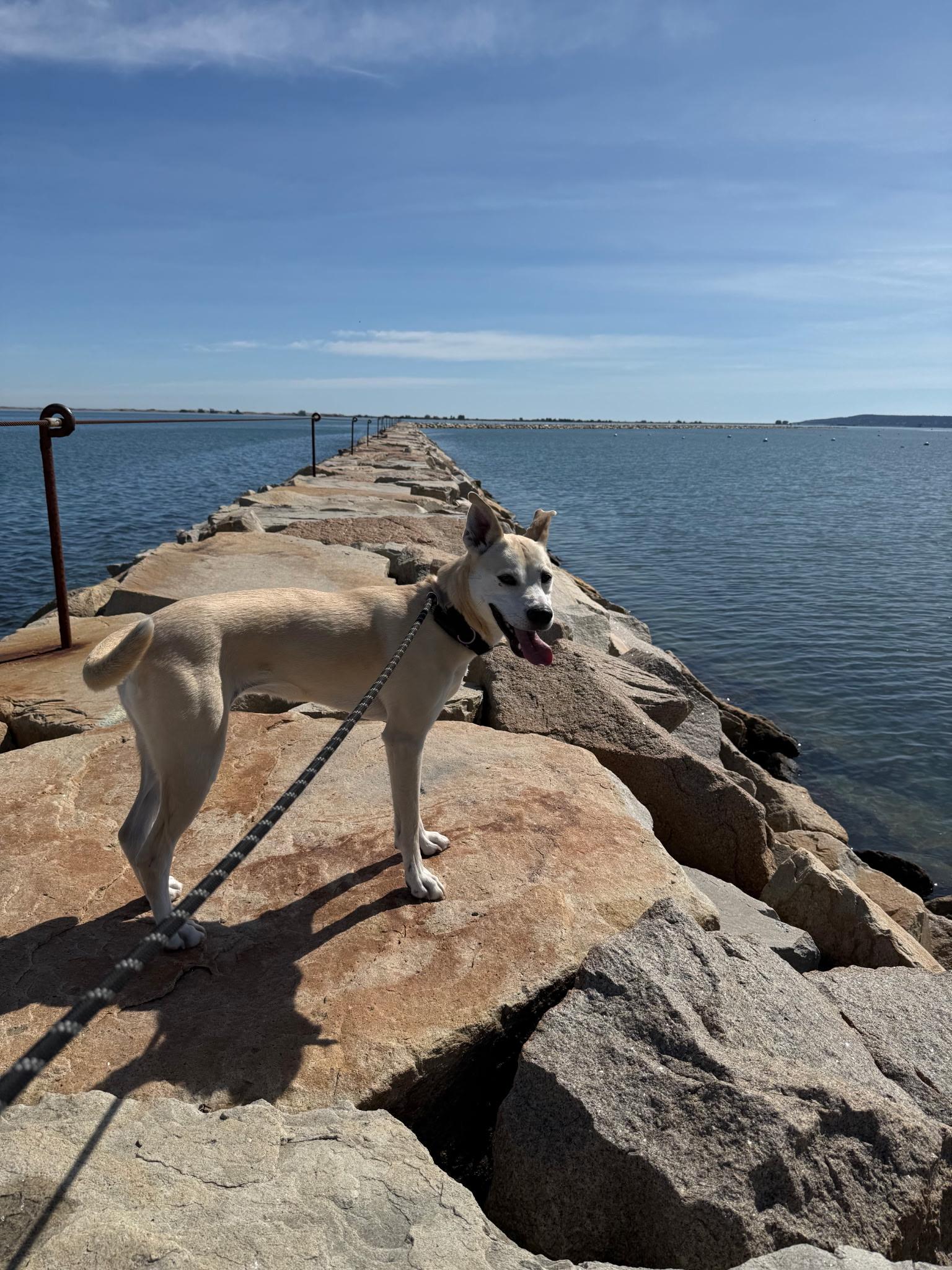 Enlarge Izzy, a ADOPTABLE mixed breed in Vineyard Haven, MA image 6/6
