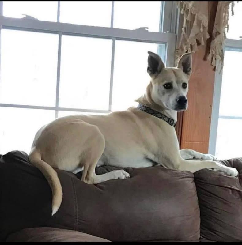 Enlarge Izzy, a ADOPTABLE mixed breed in Vineyard Haven, MA image 6/6