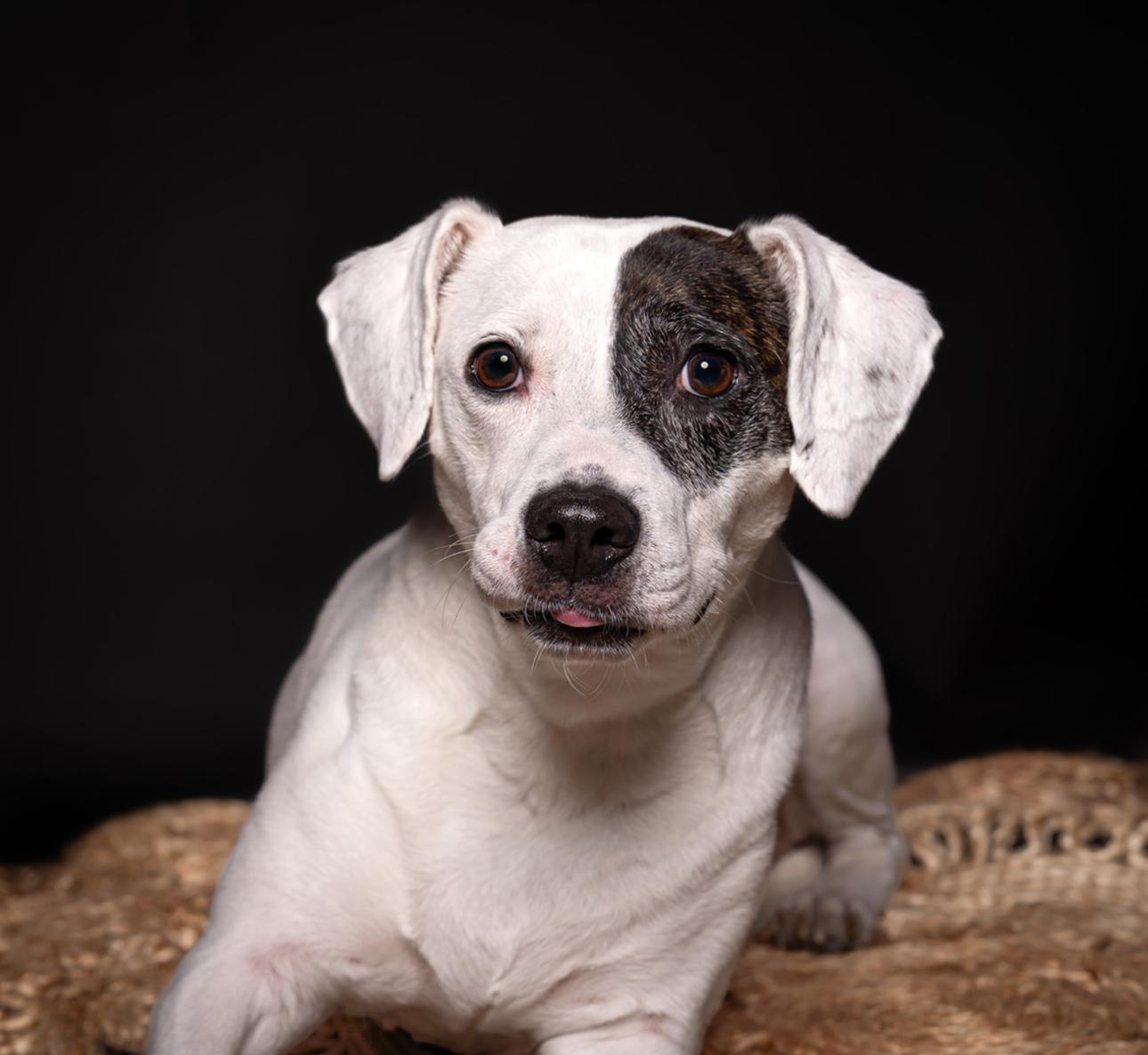 Parka, ADOPTABLE, Adult Female Beagle & Hound.