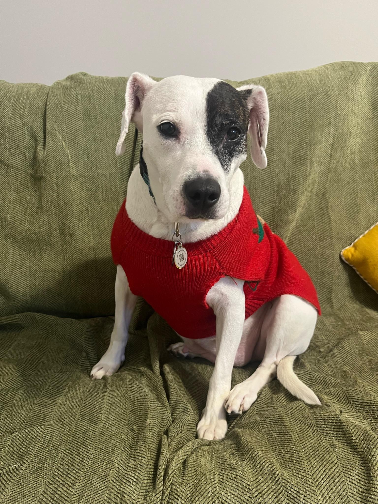 Enlarge Parka, a ADOPTABLE mixed breed in fort mill, SC image 3/5