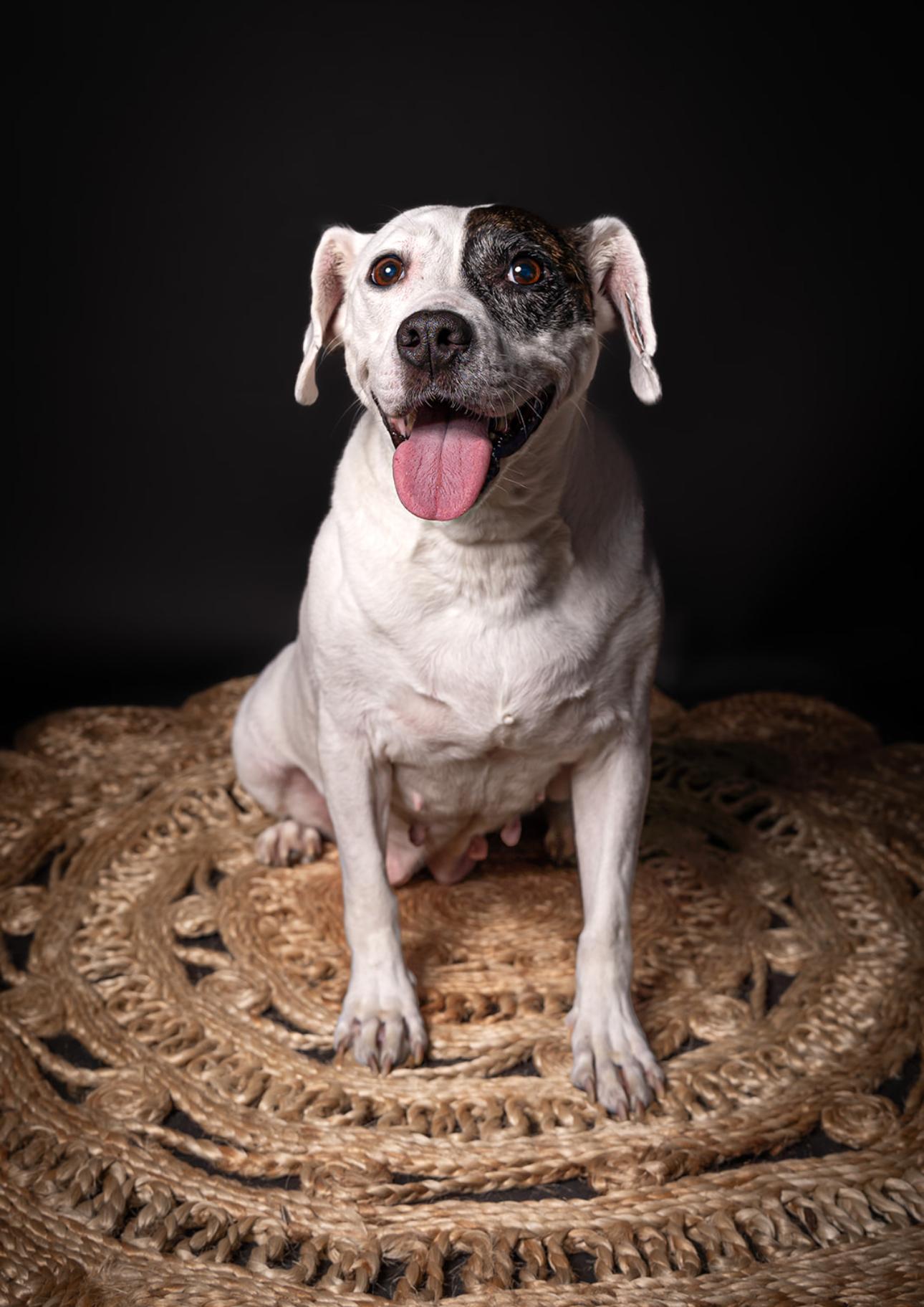 Enlarge Parka, a ADOPTABLE mixed breed in fort mill, SC image 5/5