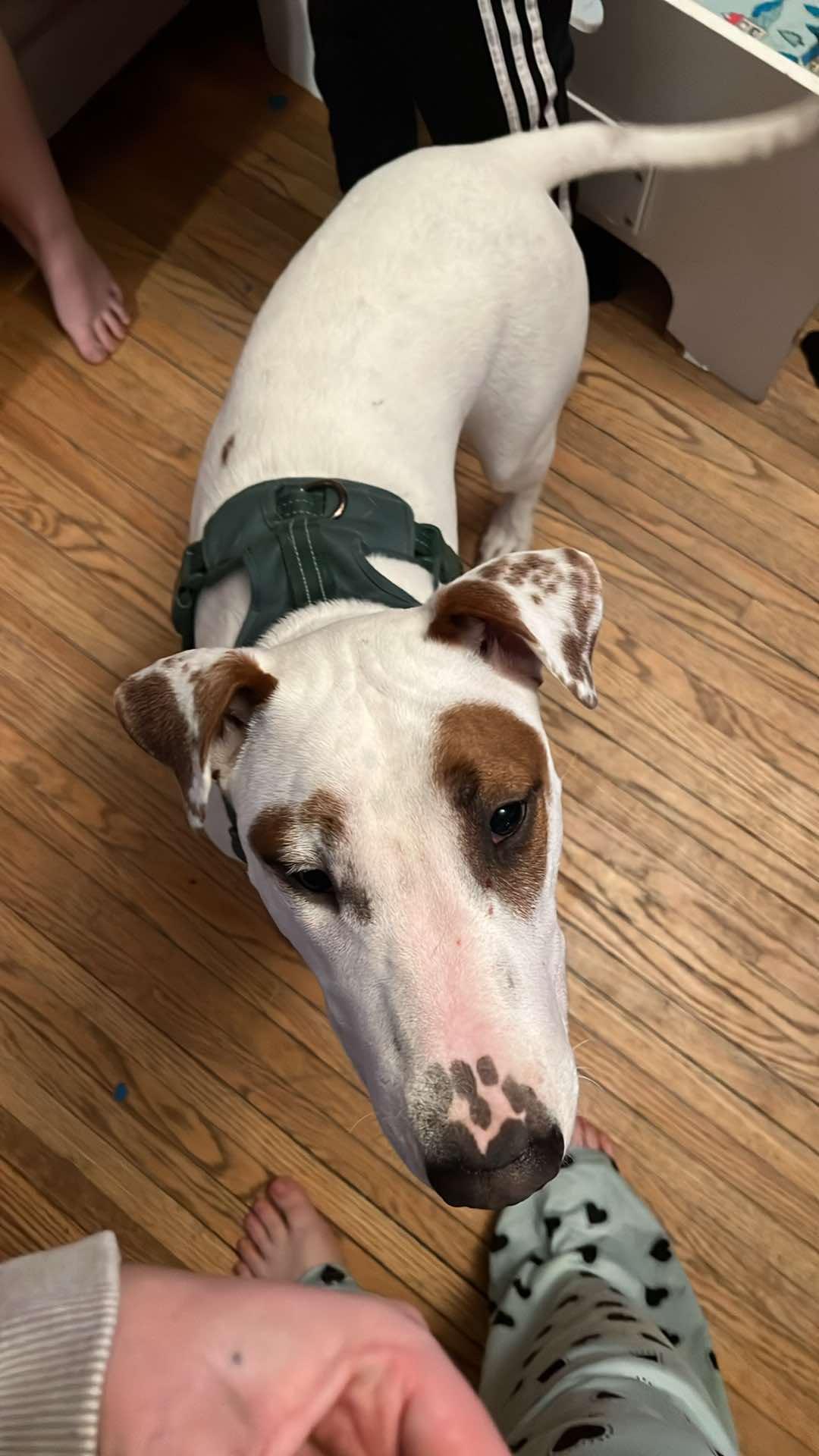 Manny, a Adoptable Bull Terrier in Waterloo, IA image 1/3