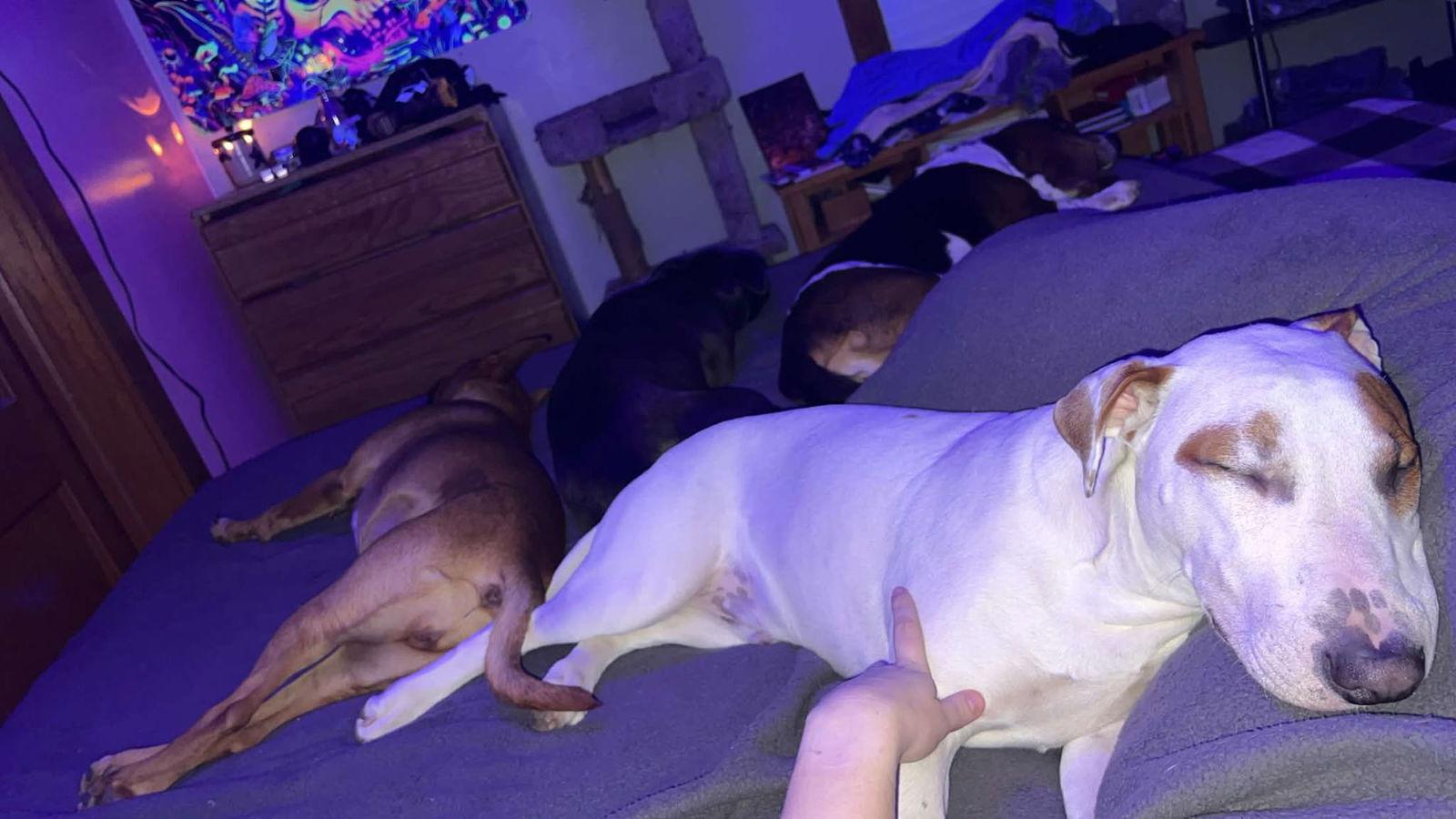 Manny, a Adoptable Bull Terrier in Waterloo, IA image 3/3