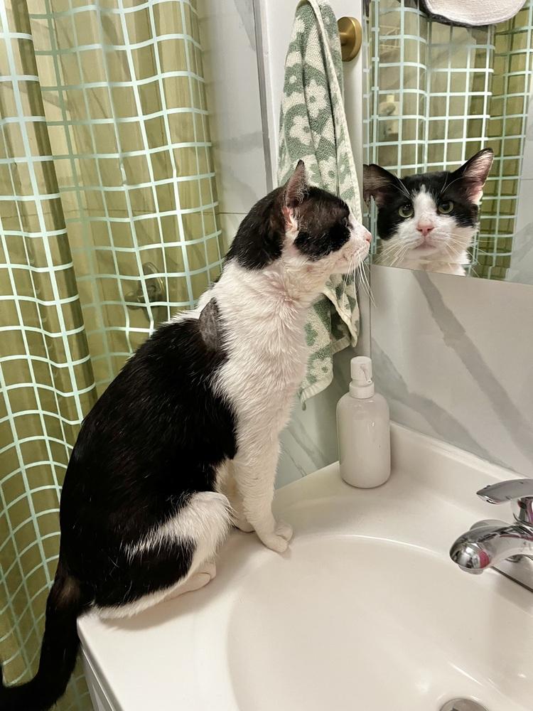 Otto, Adoptable, Young Male Domestic Short Hair.