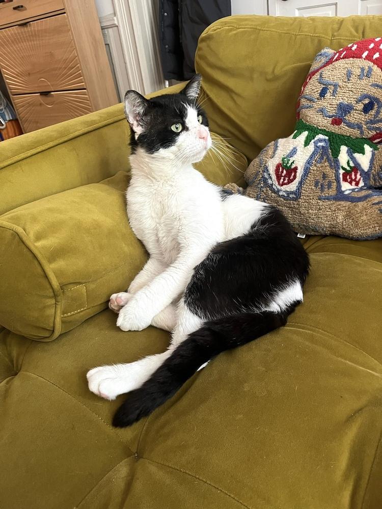 Otto, a Adoptable Domestic Short Hair in New York, NY image 2/5