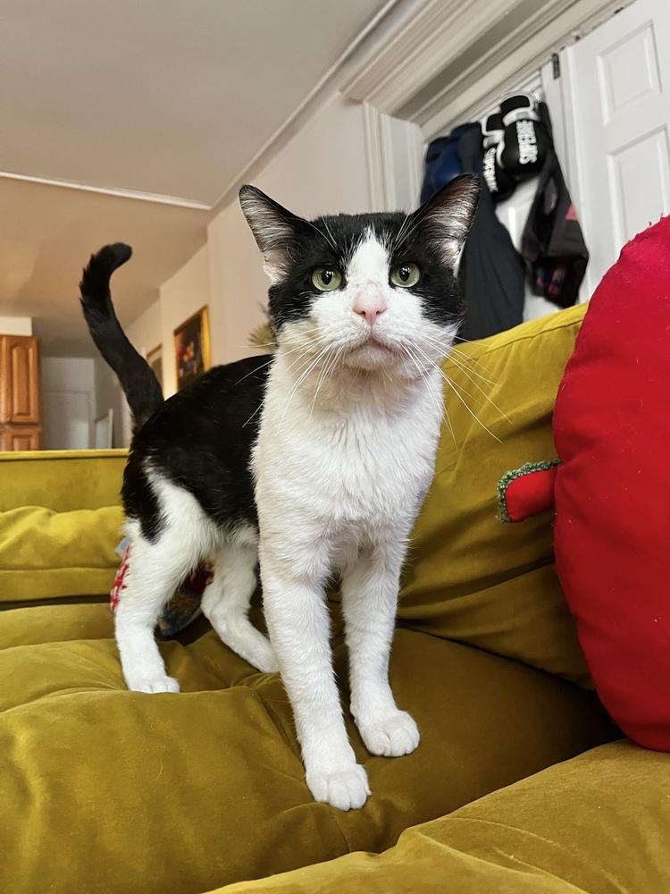 Otto, a Adoptable Domestic Short Hair in New York, NY image 3/5