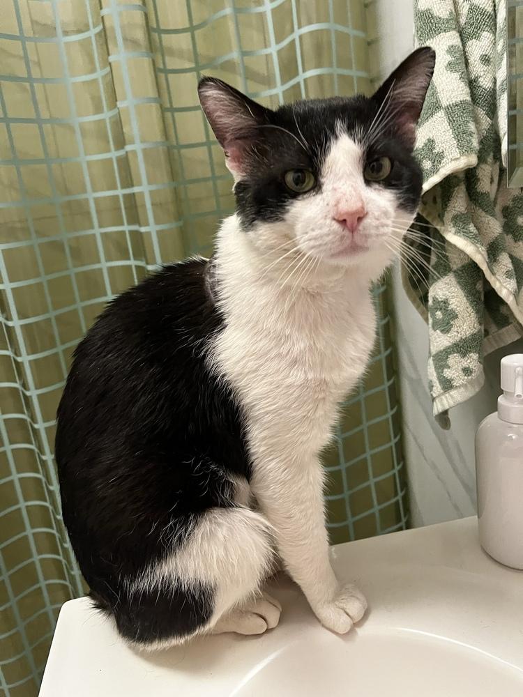 Otto, a Adoptable Domestic Short Hair in New York, NY image 4/5