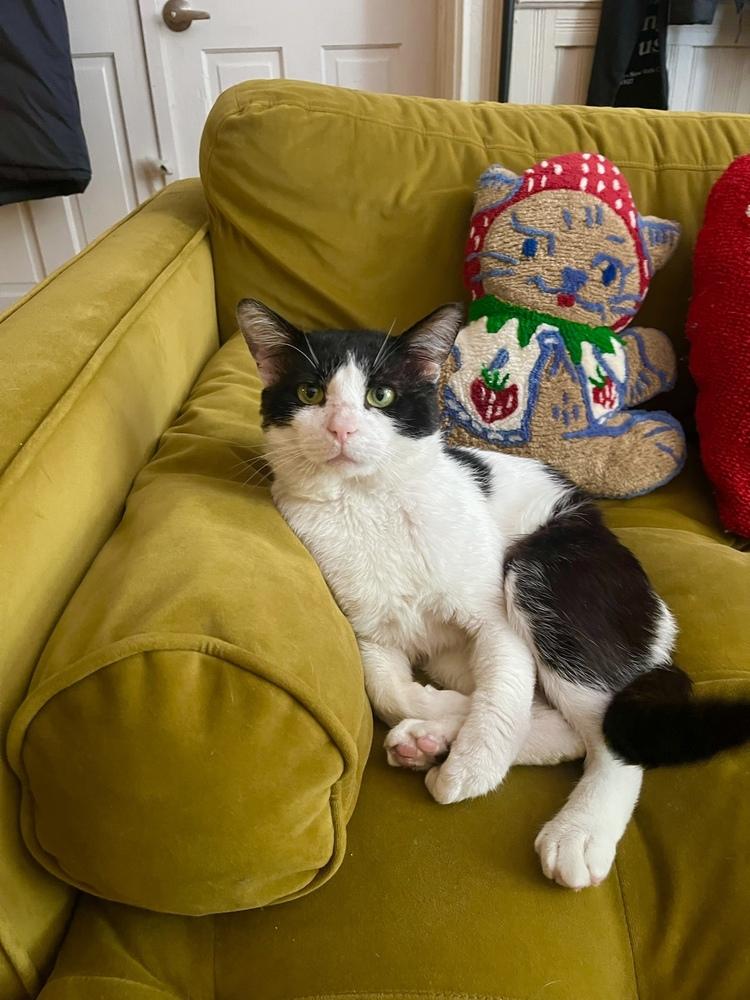 Otto, a Adoptable Domestic Short Hair in New York, NY image 5/5