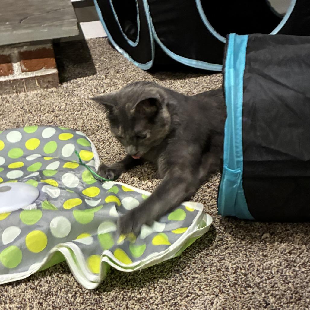 Guinness, Adoptable, Young Female Domestic Medium Hair.