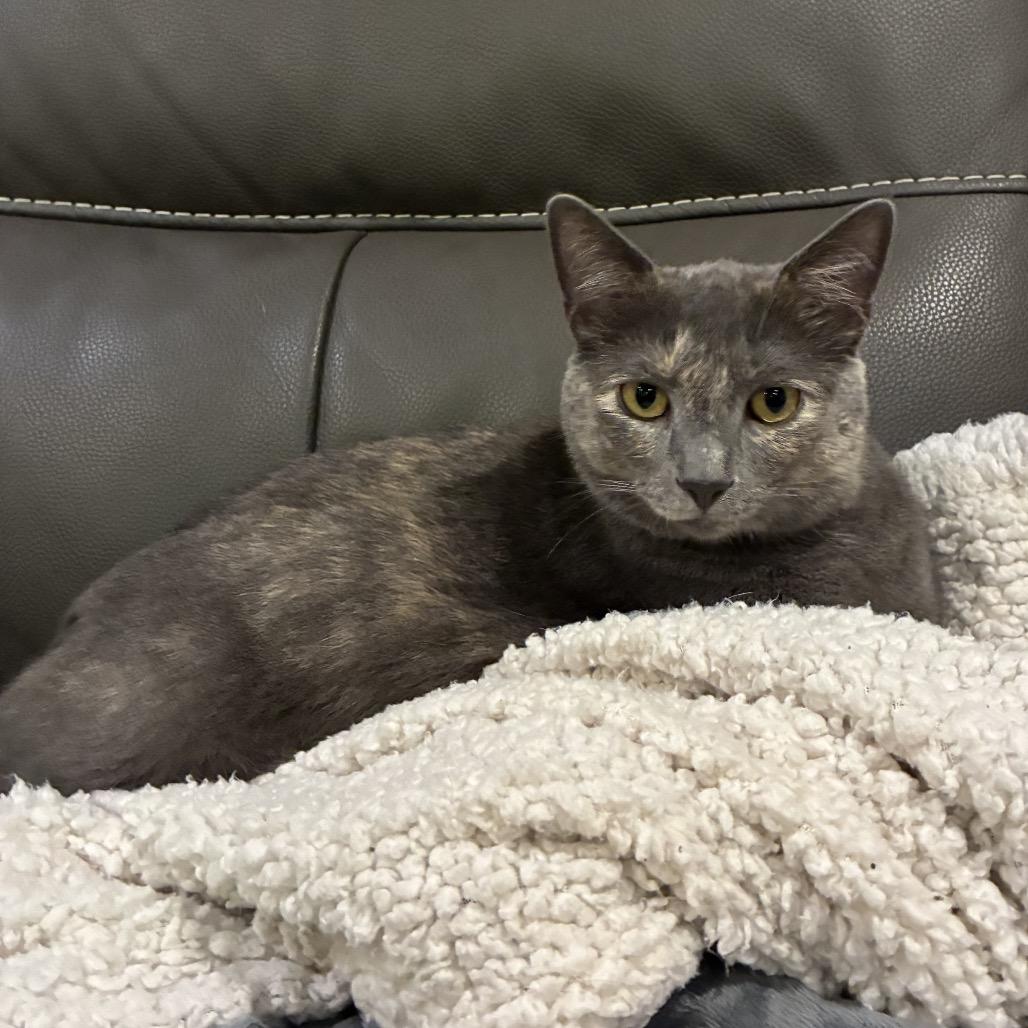 Enlarge Guinness, a Adoptable Domestic Medium Hair in Germantown, MD image 2/5