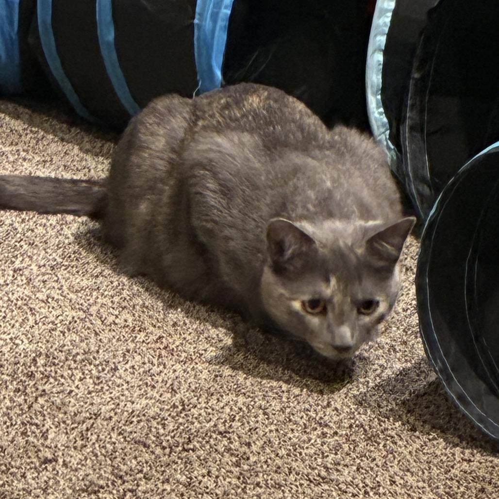 Enlarge Guinness, a Adoptable Domestic Medium Hair in Germantown, MD image 3/5