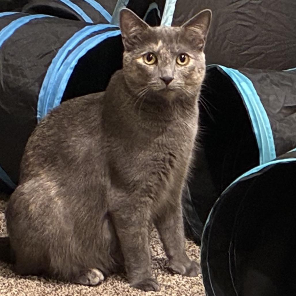 Enlarge Guinness, a Adoptable Domestic Medium Hair in Germantown, MD image 5/5