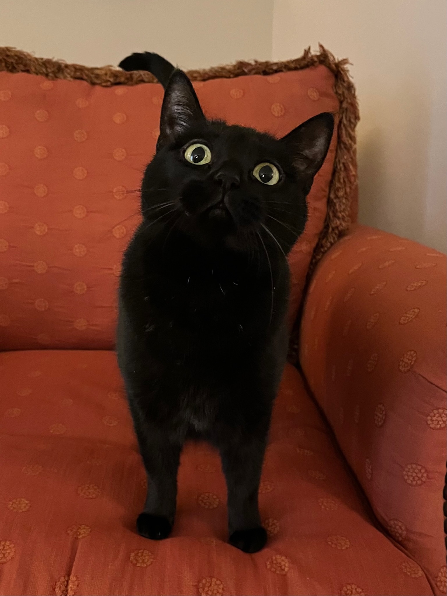 Enlarge Stella , a Adopted Domestic Short Hair in Pacific Palisades, CA image 1/13