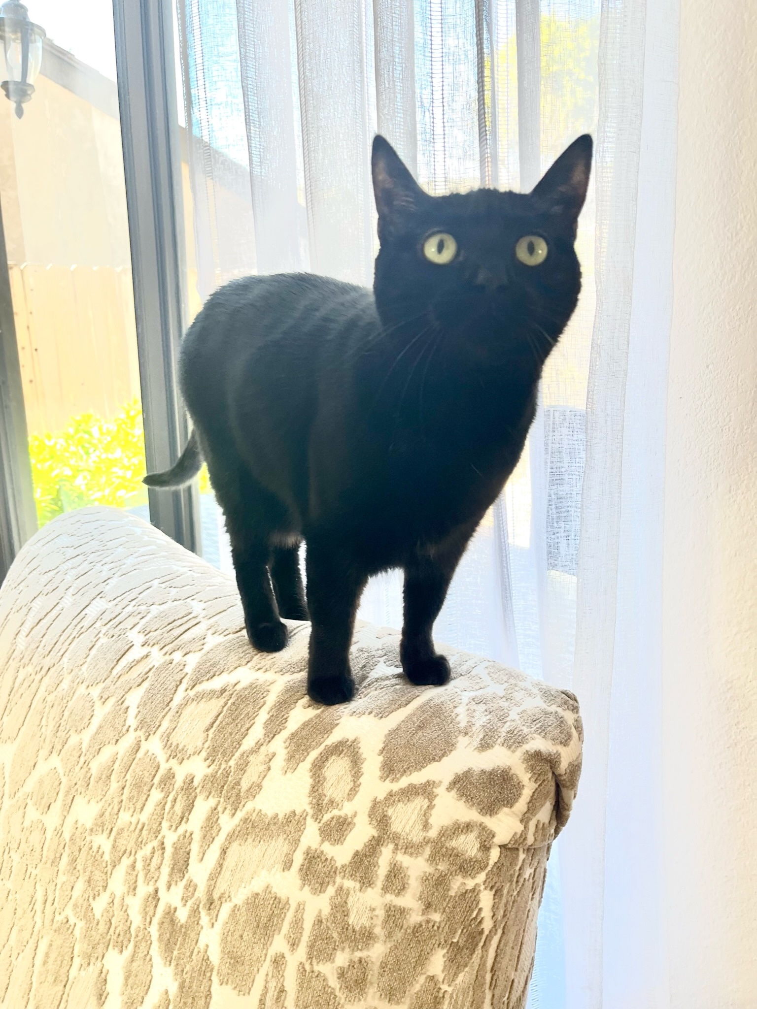 Enlarge Stella , a Adopted Domestic Short Hair in Pacific Palisades, CA image 2/13