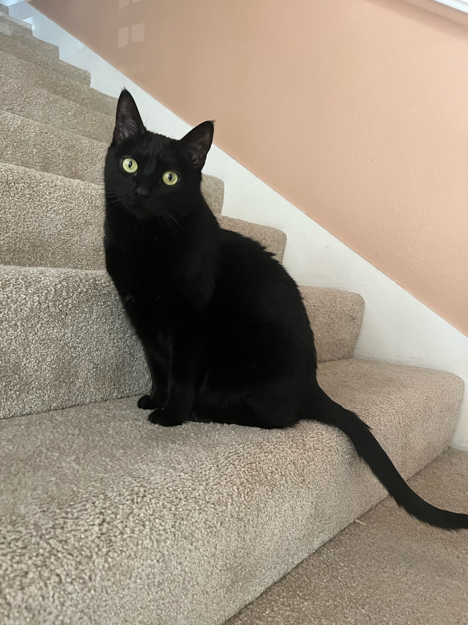 Enlarge Stella , a Adopted Domestic Short Hair in Pacific Palisades, CA image 3/13