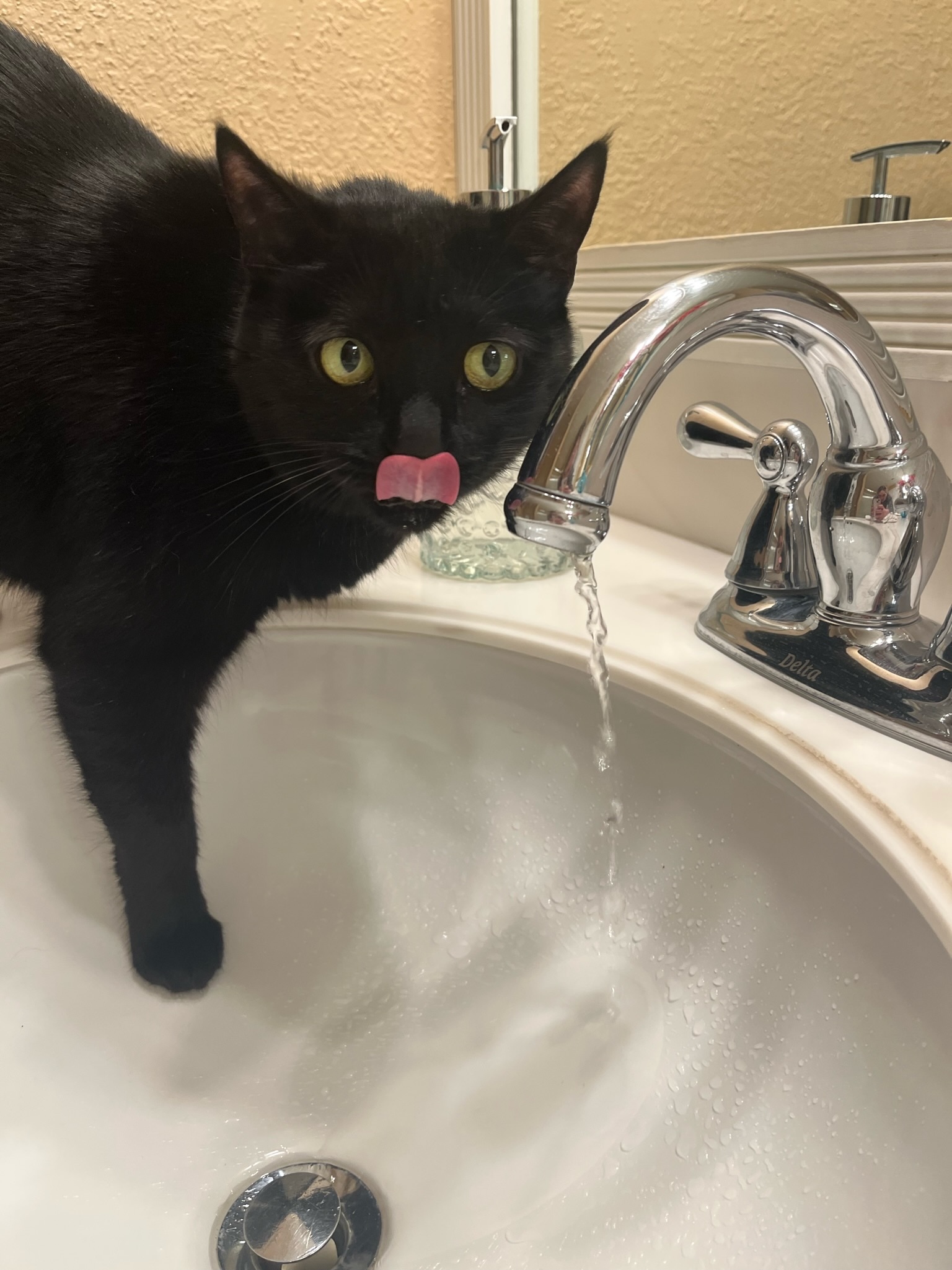 Enlarge Stella , a Adopted Domestic Short Hair in Pacific Palisades, CA image 4/13