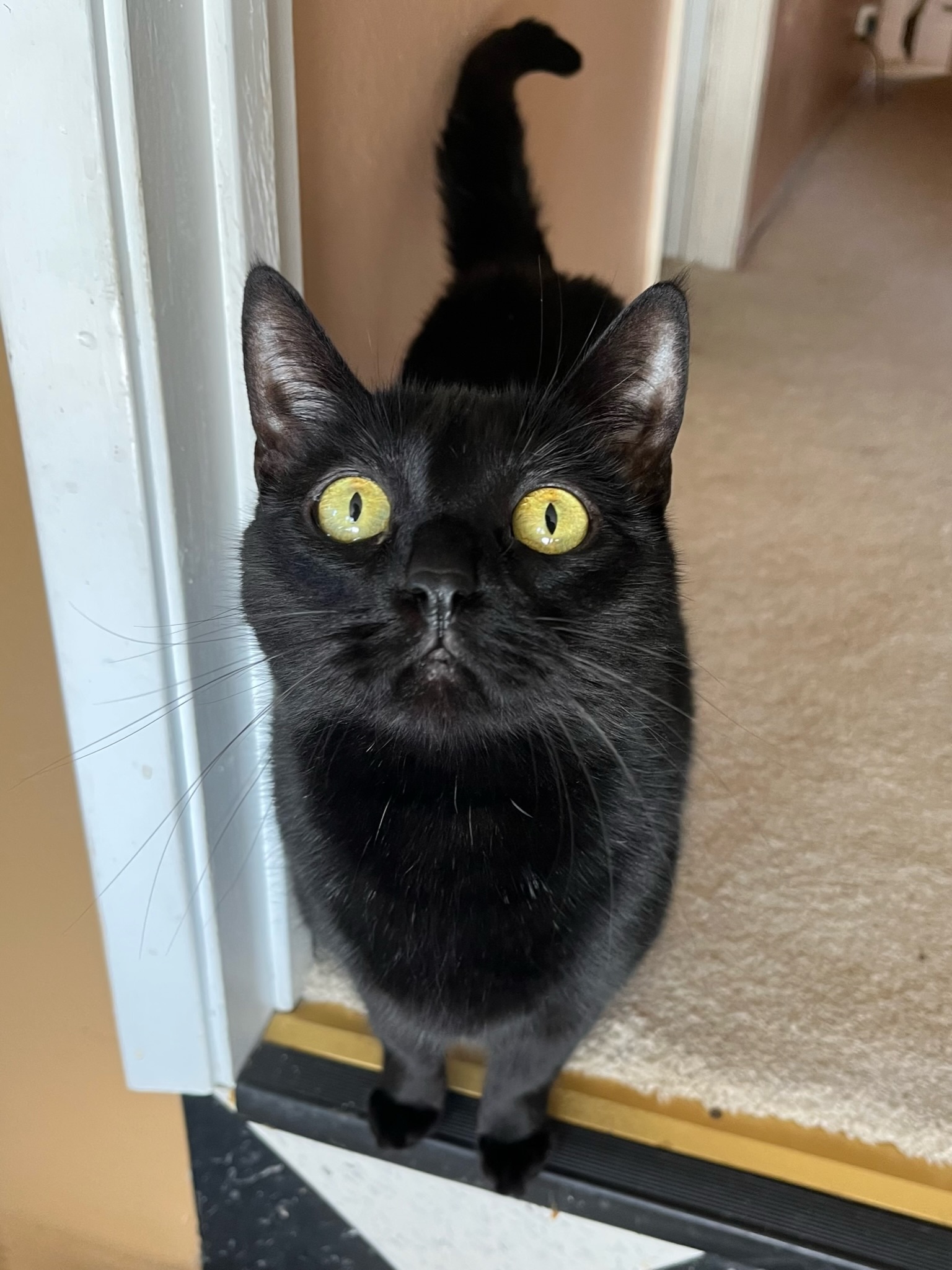 Enlarge Stella , a Adopted Domestic Short Hair in Pacific Palisades, CA image 5/13