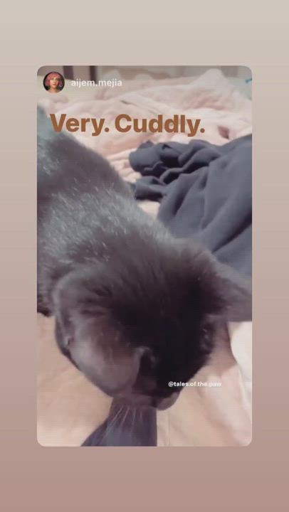 Enlarge Stella , a Adopted Domestic Short Hair in Pacific Palisades, CA video 11/13