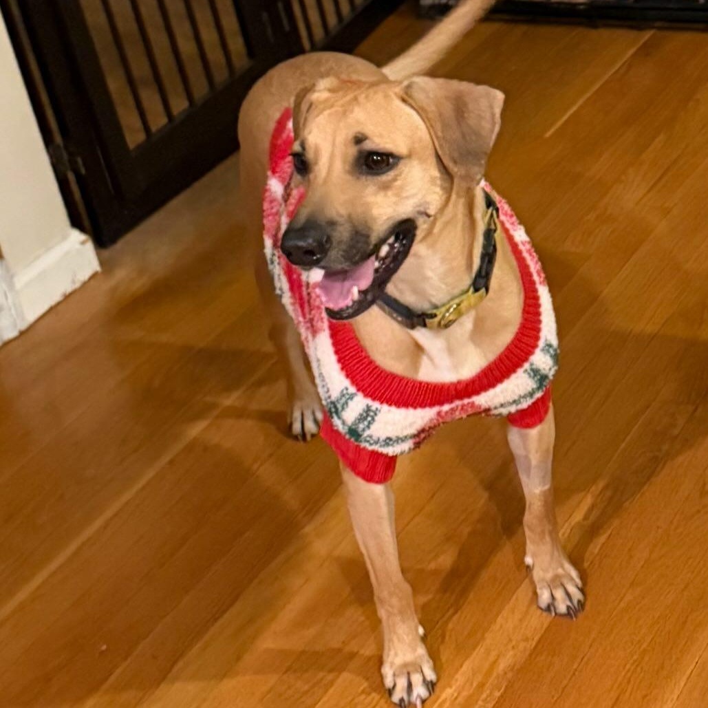 Petra, ADOPTABLE, Adult Female Yellow Labrador Retriever & Whippet.