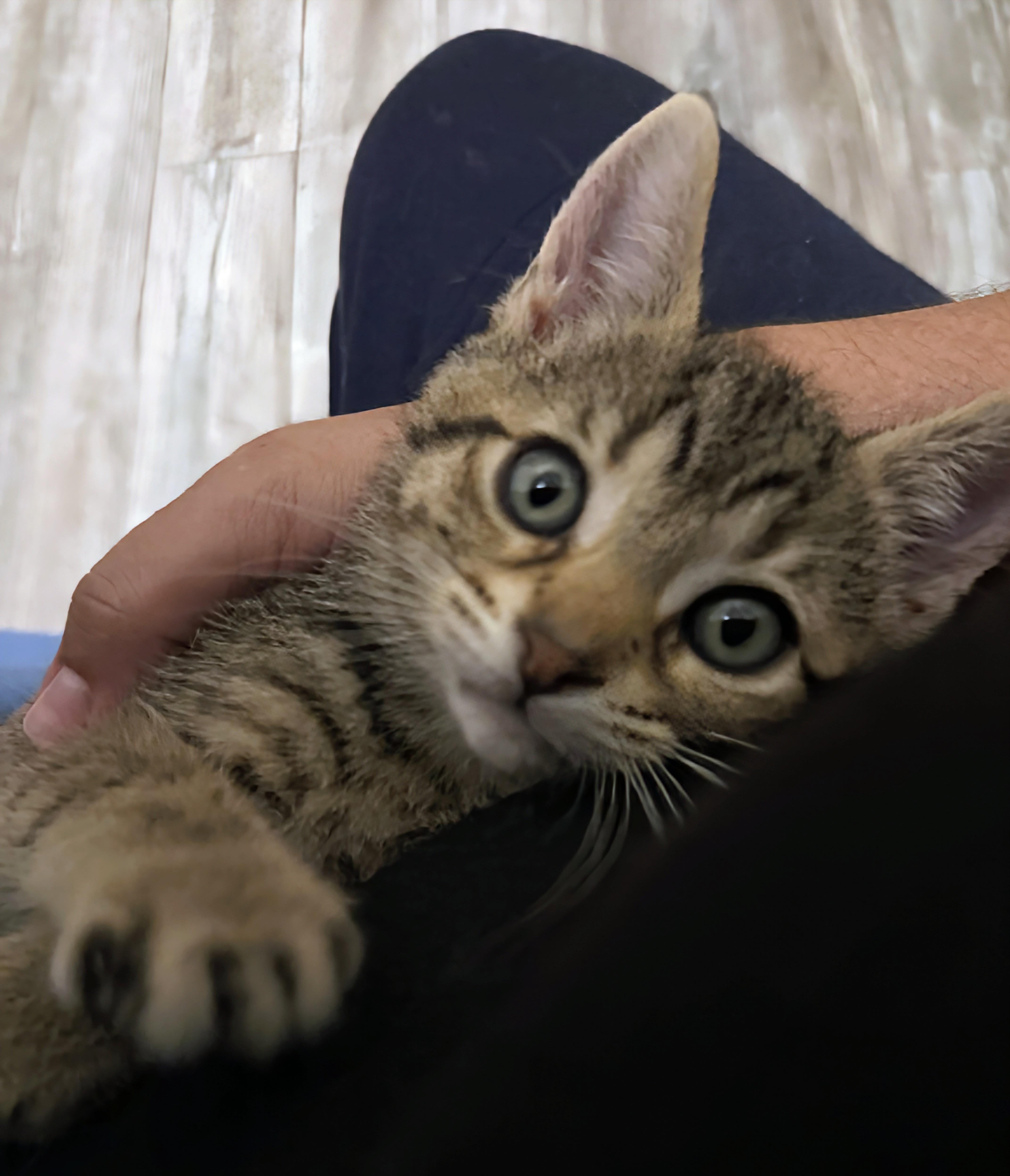 Ginger Spice, Adoptable, Kitten Female Domestic Short Hair.