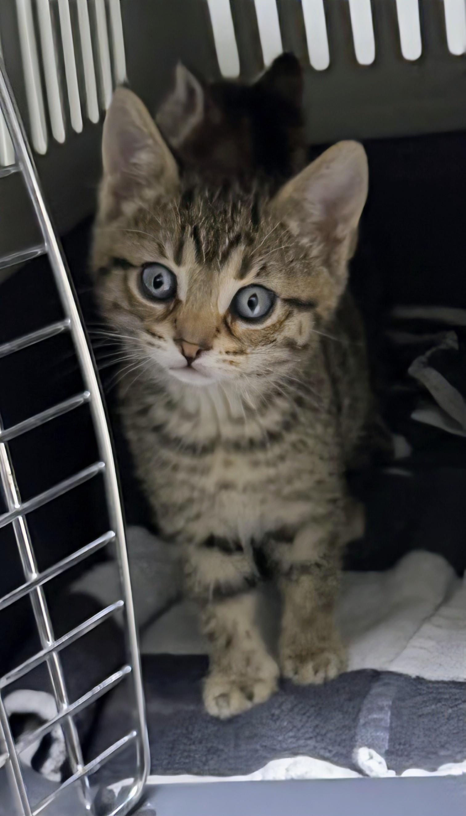 Ginger Spice, a Adoptable Domestic Short Hair in Cambridge, ON image 2/2