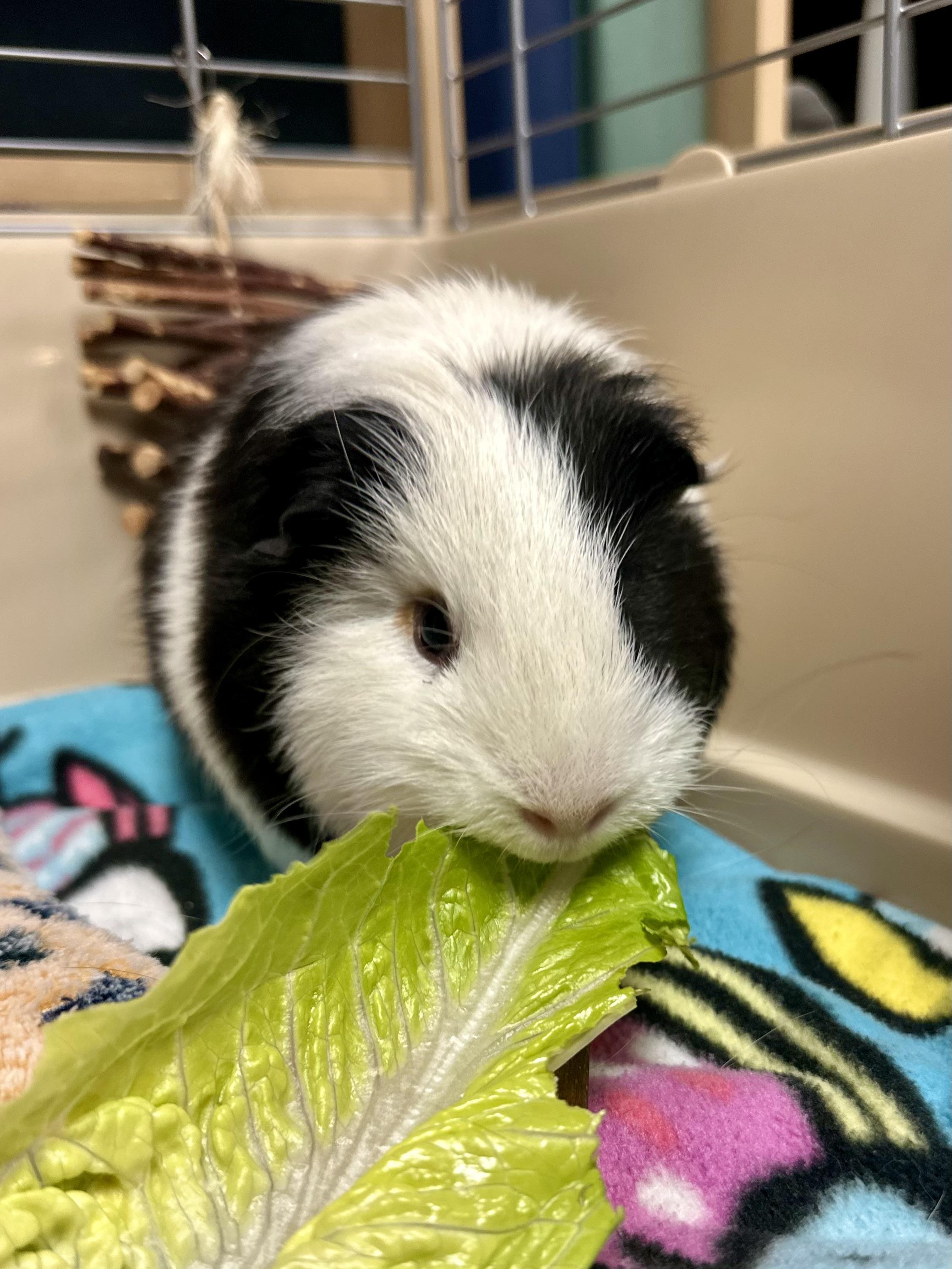 Rooster, a Adoptable Guinea Pig in Andover, CT image 2/4