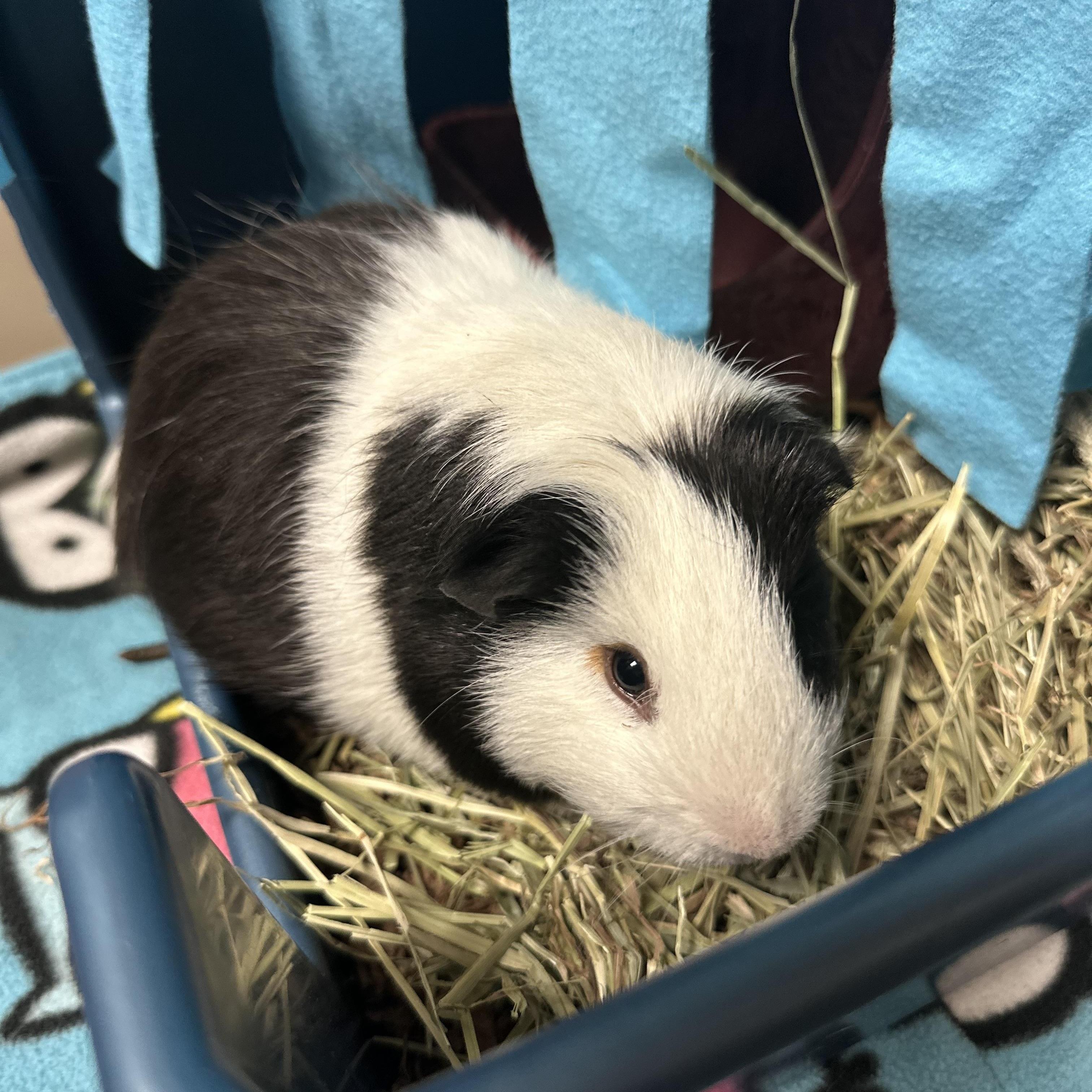 Rooster, Adoptable, Young Male Guinea Pig.