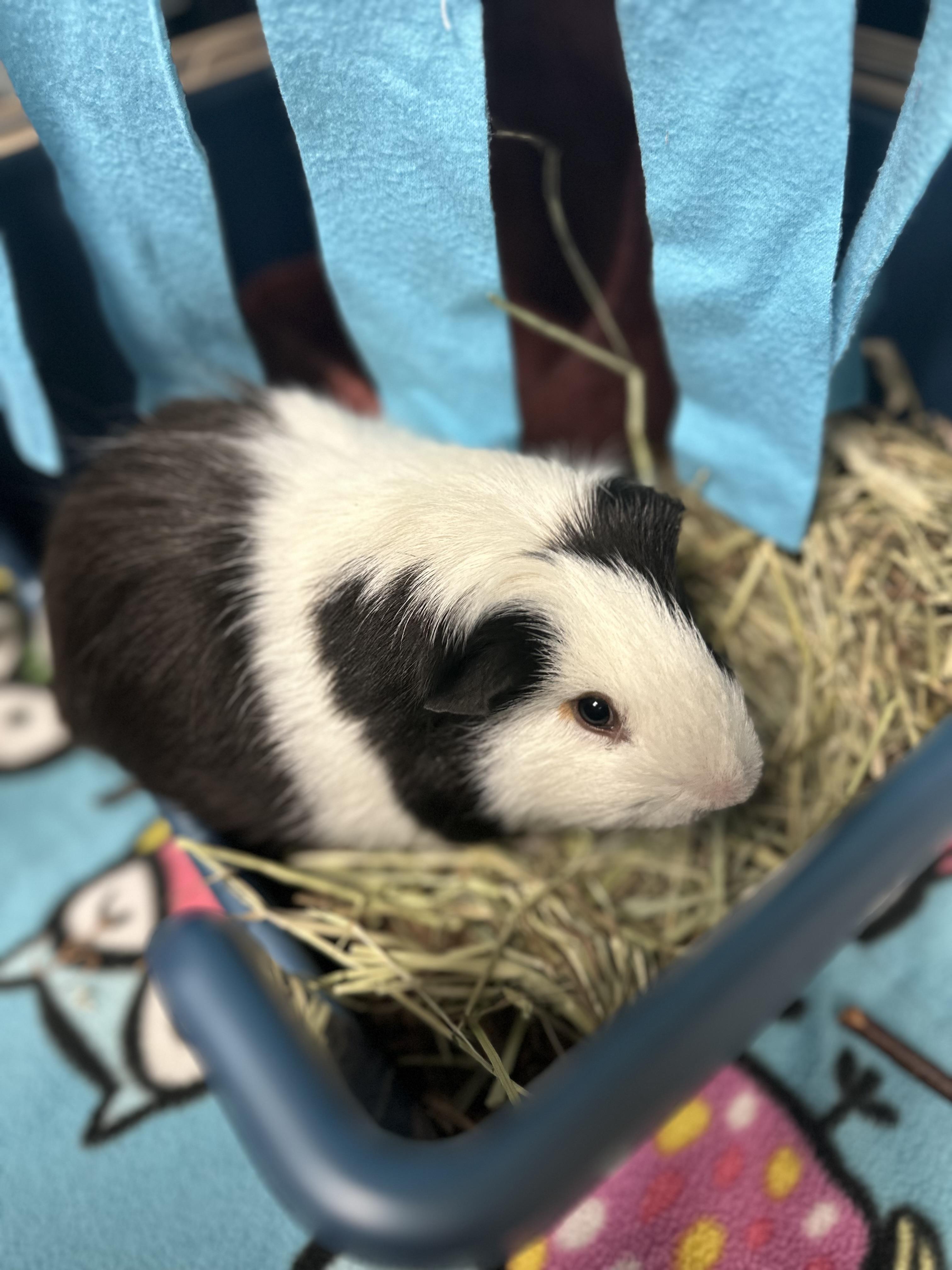Rooster, a Adoptable Guinea Pig in Andover, CT image 3/4