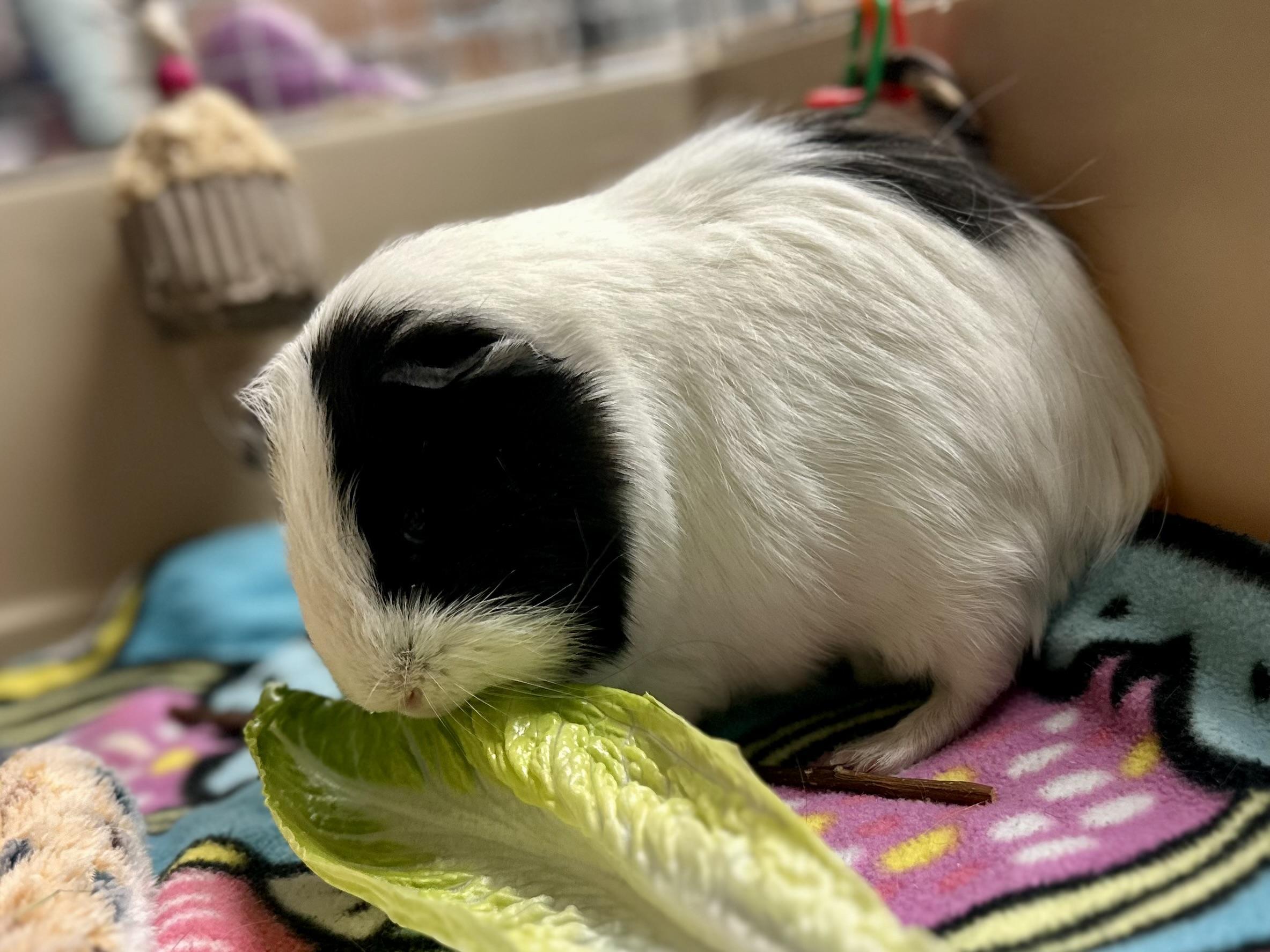 Rooster, a Adoptable Guinea Pig in Andover, CT image 4/4
