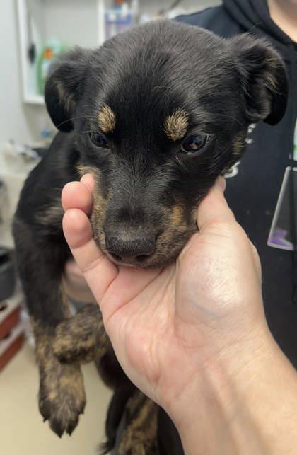 Juno, Adopted, Young Male Mixed Breed.