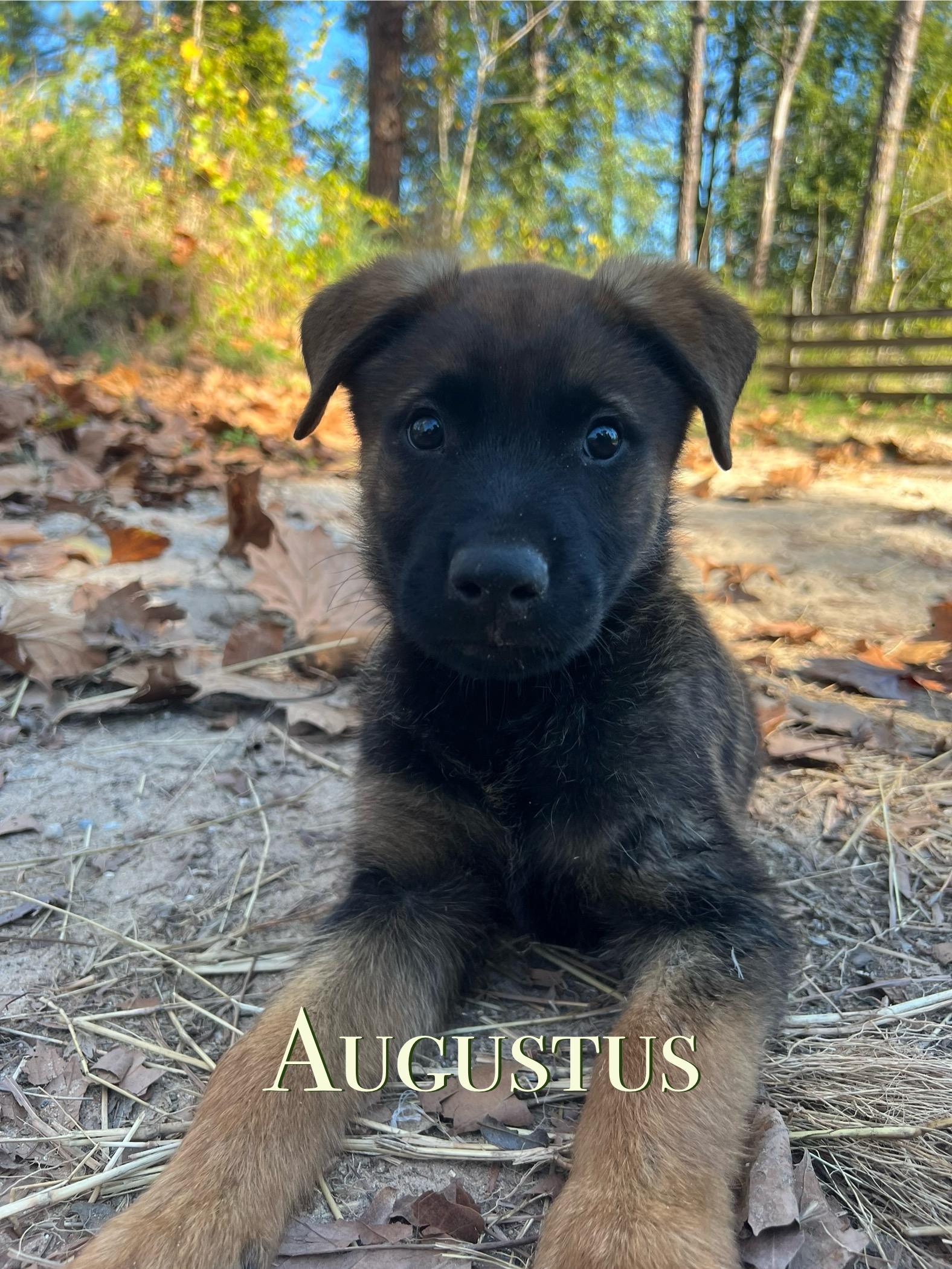 Augustus , ADOPTABLE, Puppy Male German Shepherd Dog & Belgian Shepherd / Malinois.