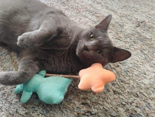 Slamdance thumbnail 4