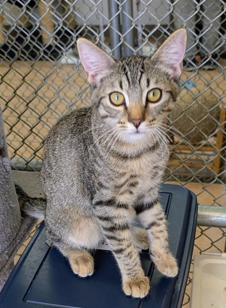 Enlarge Smiley, a Adoptable mixed breed in Peoria, AZ image 1/2