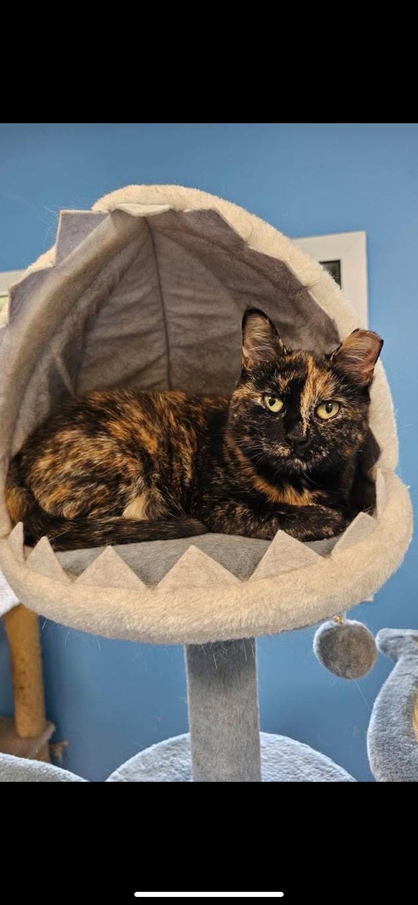 Gigi, Adoptable, Adult Female Domestic Long Hair.