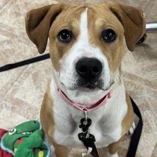 Pancake, Adoptable, Young Female Pit Bull Terrier.