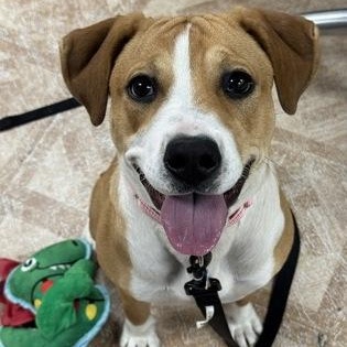 Enlarge Pancake, a Adopted mixed breed in Worcester, MA image 2/2