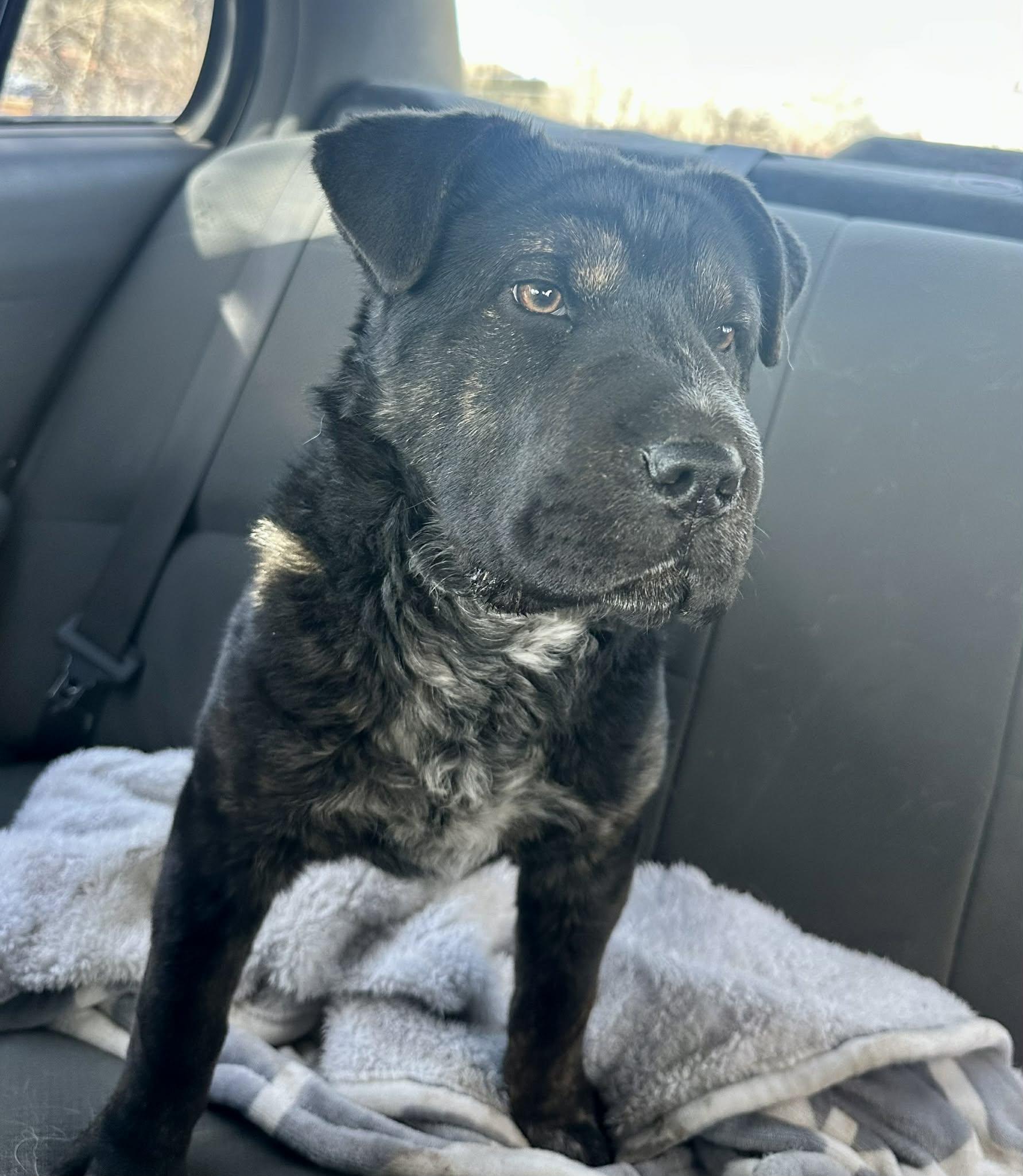Charlotte(Lottie), Adopted, Young Female Australian Cattle Dog / Blue Heeler & Shar-Pei.