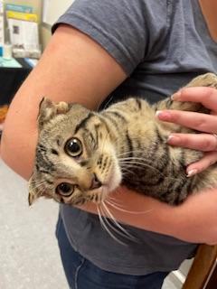 Scotty — thumbnail 6