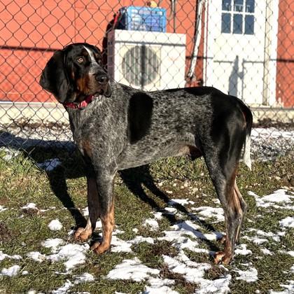 Enlarge Nintendo, a Adoptable mixed breed in East Montpelier, VT image 1/1