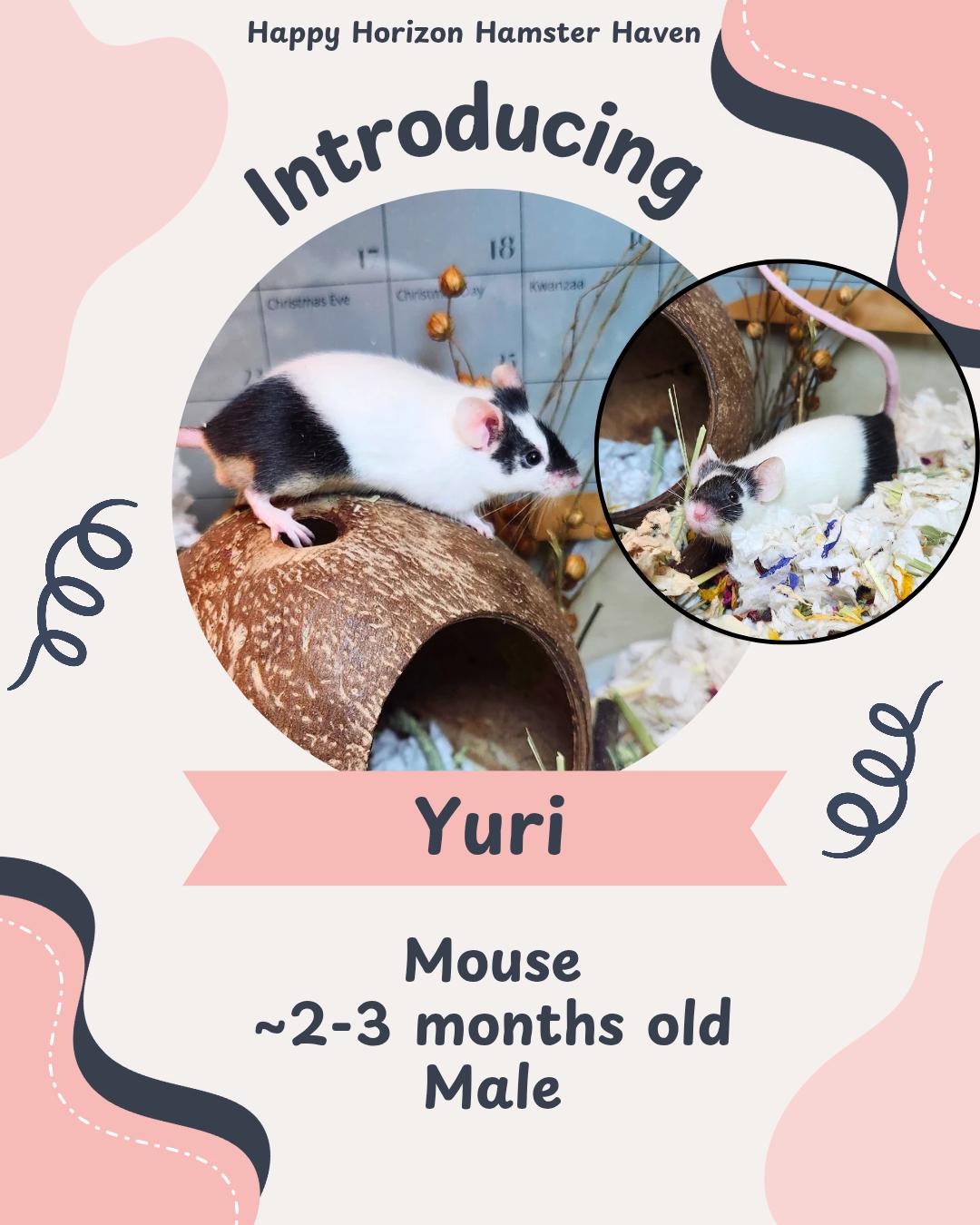 Yuri, ADOPTABLE, Baby Male Mouse.