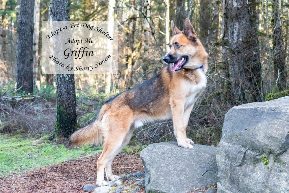 Enlarge GRIFFIN, an adopted mixed breed in Shelton, WA image 6/6