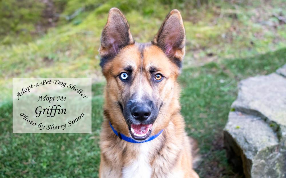 Enlarge GRIFFIN, an adopted mixed breed in Shelton, WA image 1/6