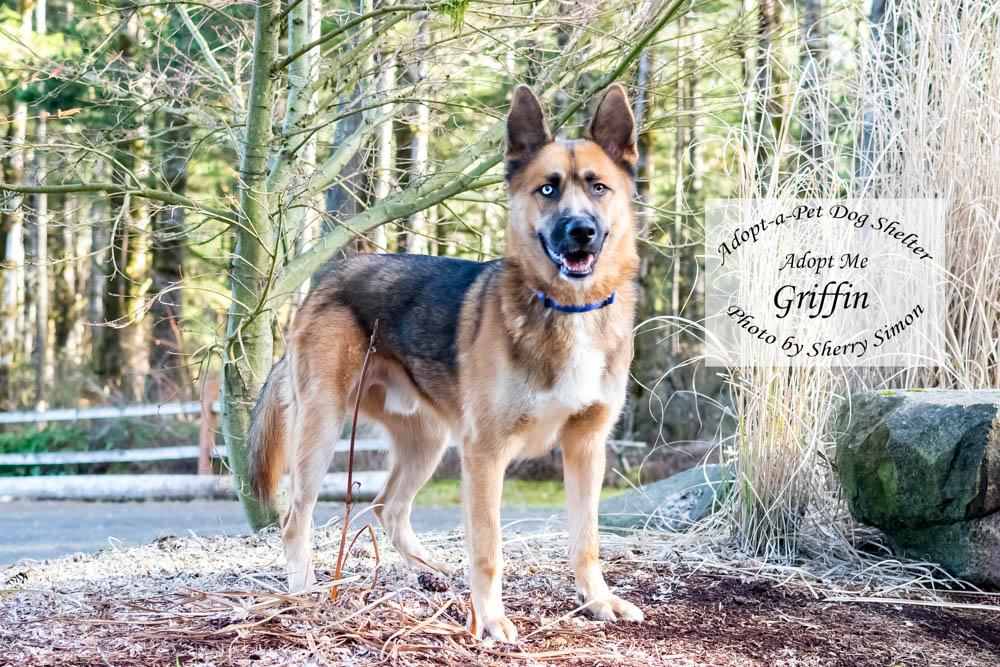 Enlarge GRIFFIN, an adopted mixed breed in Shelton, WA image 5/6