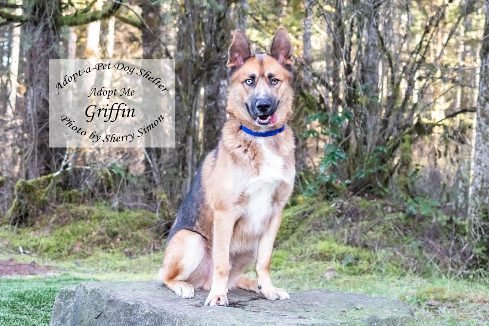Enlarge GRIFFIN, an adopted mixed breed in Shelton, WA image 4/6