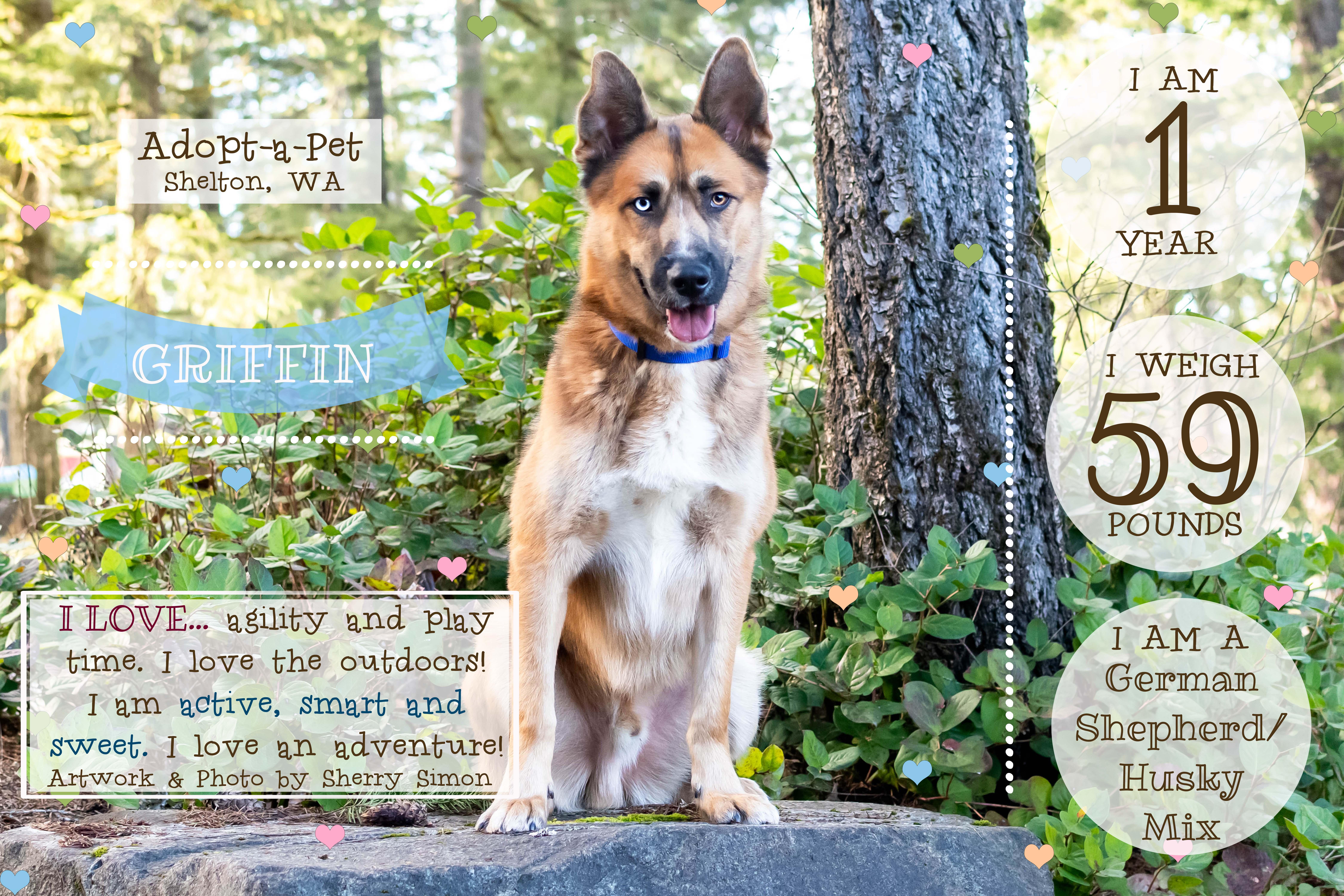 Enlarge GRIFFIN, an adopted mixed breed in Shelton, WA image 3/6