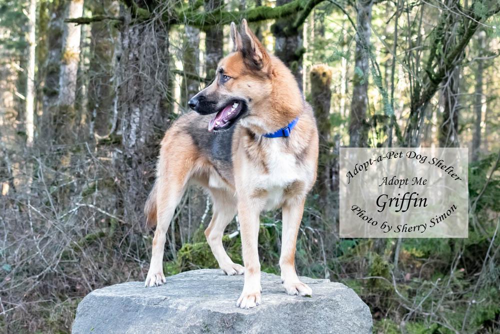 Enlarge GRIFFIN, an adopted mixed breed in Shelton, WA image 2/6