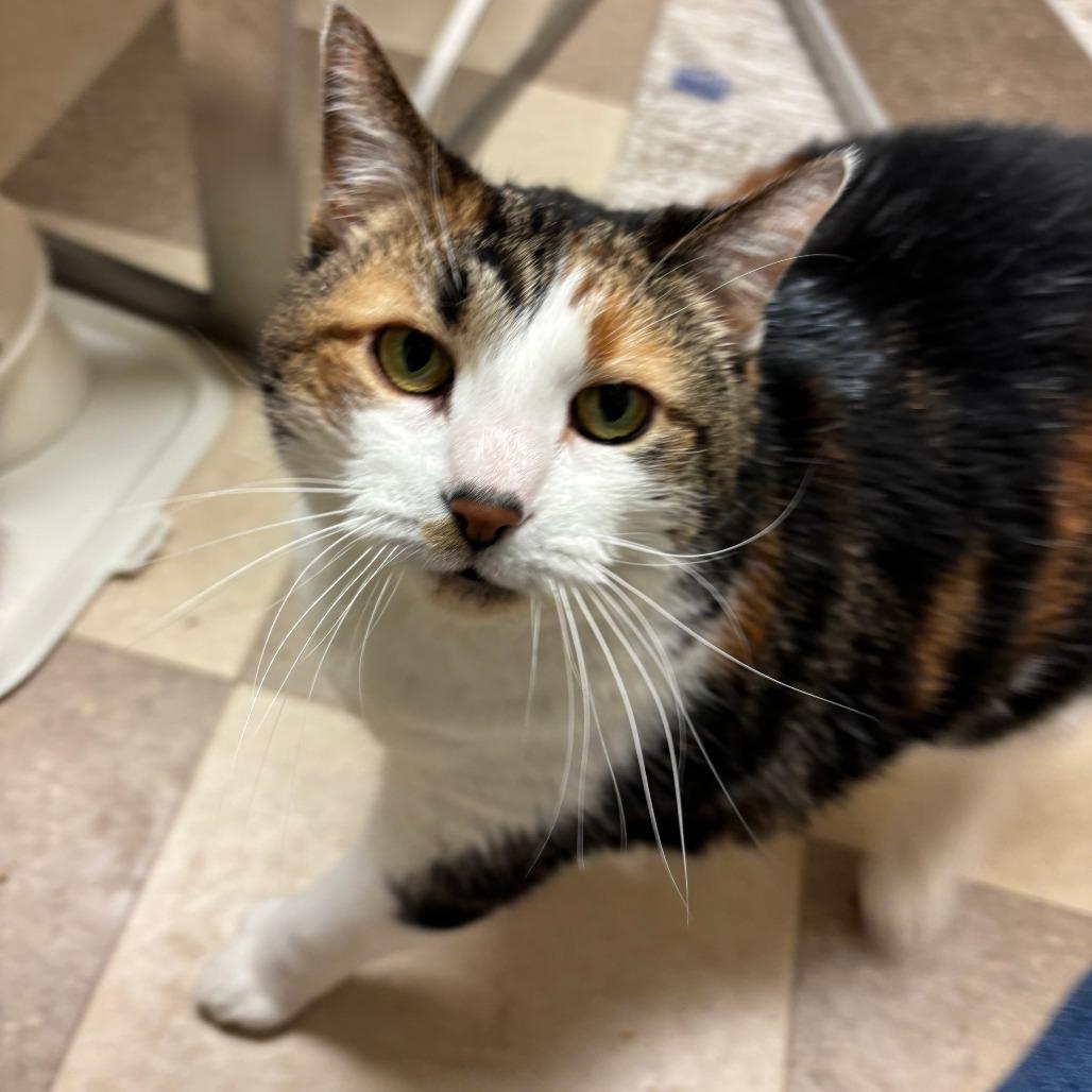 Lucy Lou, Adoptable, Senior Female Domestic Short Hair.